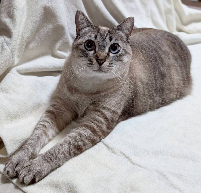 ひわちゃん♀@約2歳 サムネイル3