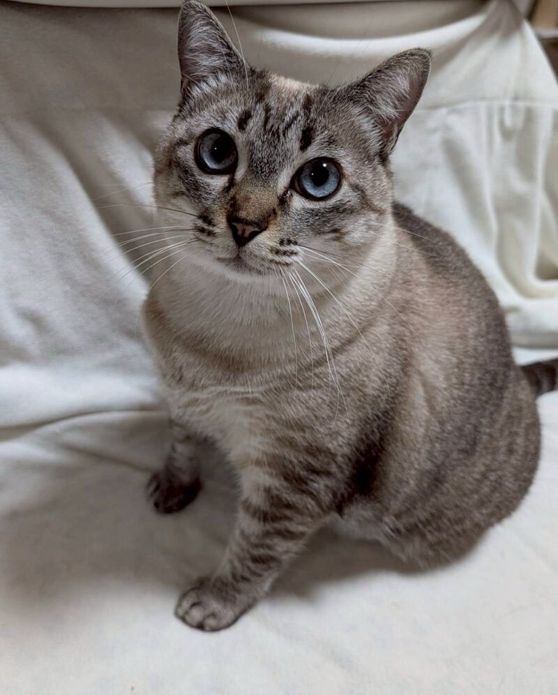 ひわちゃん♀@約2歳 サムネイル4