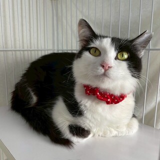 マミちゃん♀@約3歳未満