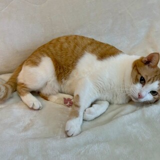 しゃりちゃん♀@約3歳