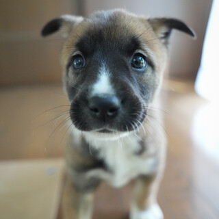 推定6週齢、好奇心旺盛なテオくん。人慣れ抜群！