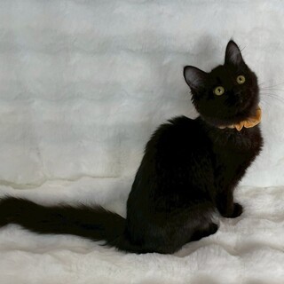 イエローちゃん♀@約4ヶ月