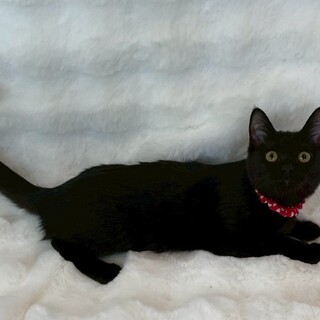 キキちゃん♀@約4ヶ月