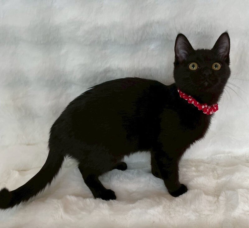 キキちゃん♀@約4ヶ月 サムネイル2