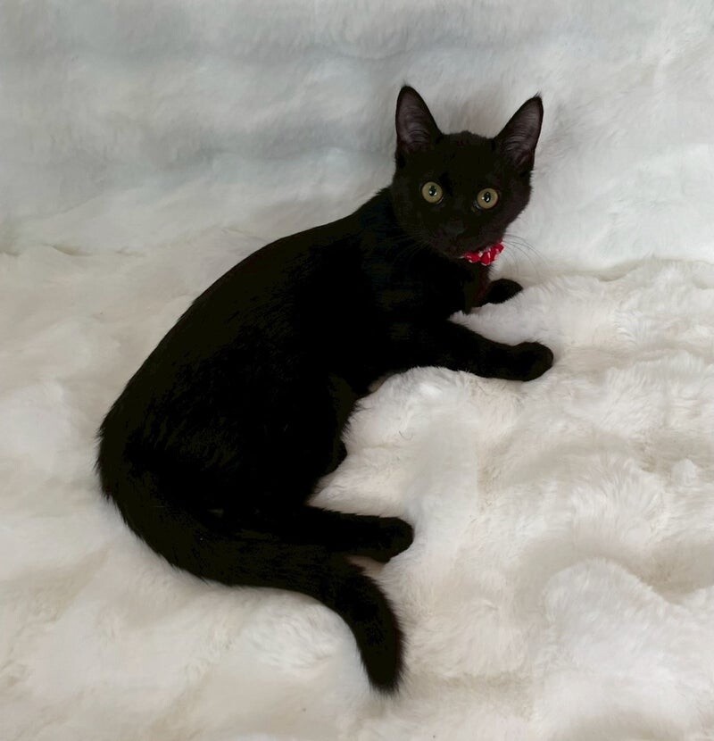 キキちゃん♀@約4ヶ月 サムネイル3