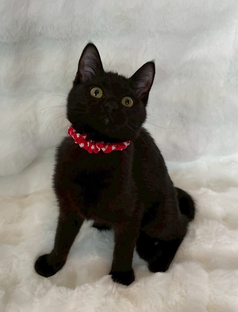 キキちゃん♀@約4ヶ月 サムネイル4