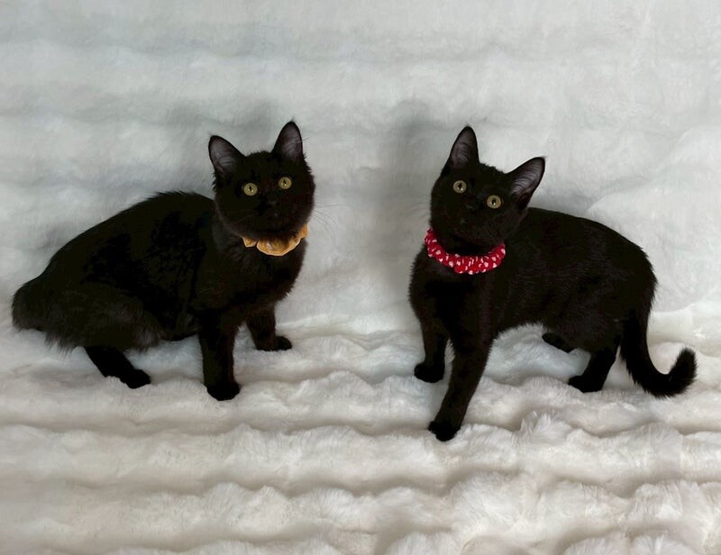 キキちゃん♀@約4ヶ月 サムネイル5