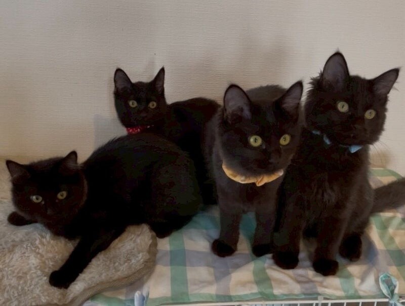 キキちゃん♀@約4ヶ月 サムネイル6