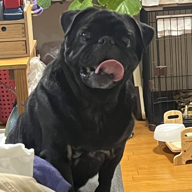 カケゴリのカバー写真