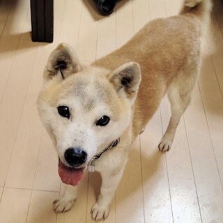 【はち】笑顔の似合う柴MIXの男の子