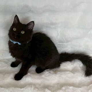 ブルーくん♂@約4ヶ月