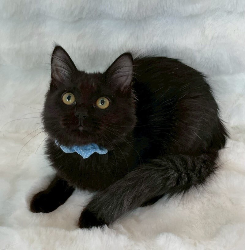 ブルーくん♂@約4ヶ月 サムネイル2