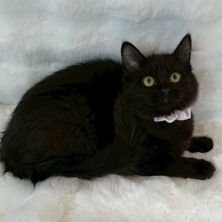 レインボーちゃん♀@約4ヶ月