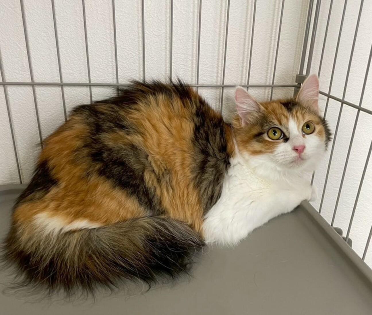 るなちゃん♀@約4ヶ月 サムネイル1