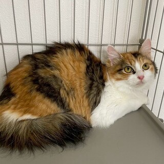 るなちゃん♀@約4ヶ月