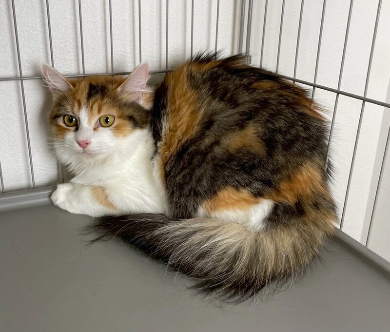 るなちゃん♀@約4ヶ月 サムネイル2