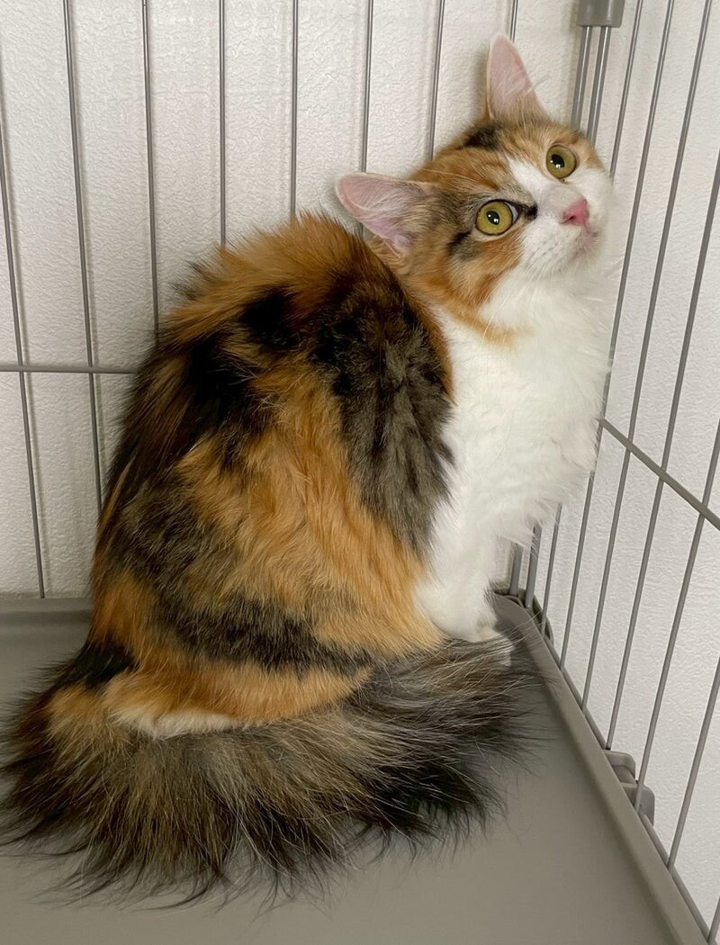 るなちゃん♀@約4ヶ月 サムネイル3