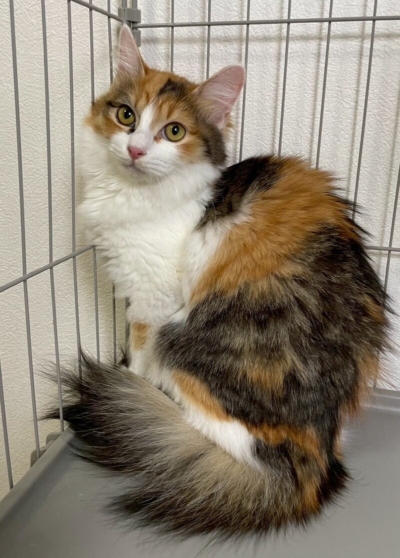 るなちゃん♀@約4ヶ月 サムネイル4