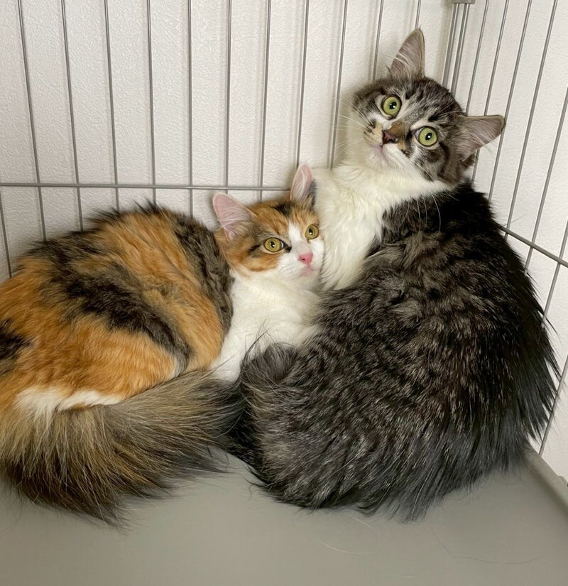 るなちゃん♀@約4ヶ月 サムネイル5