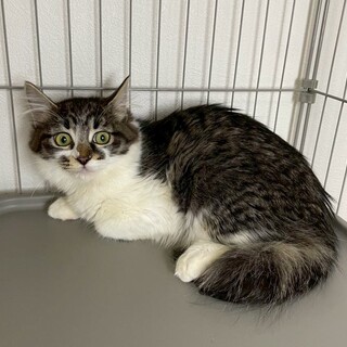 あおいちゃん♀@約4ヶ月