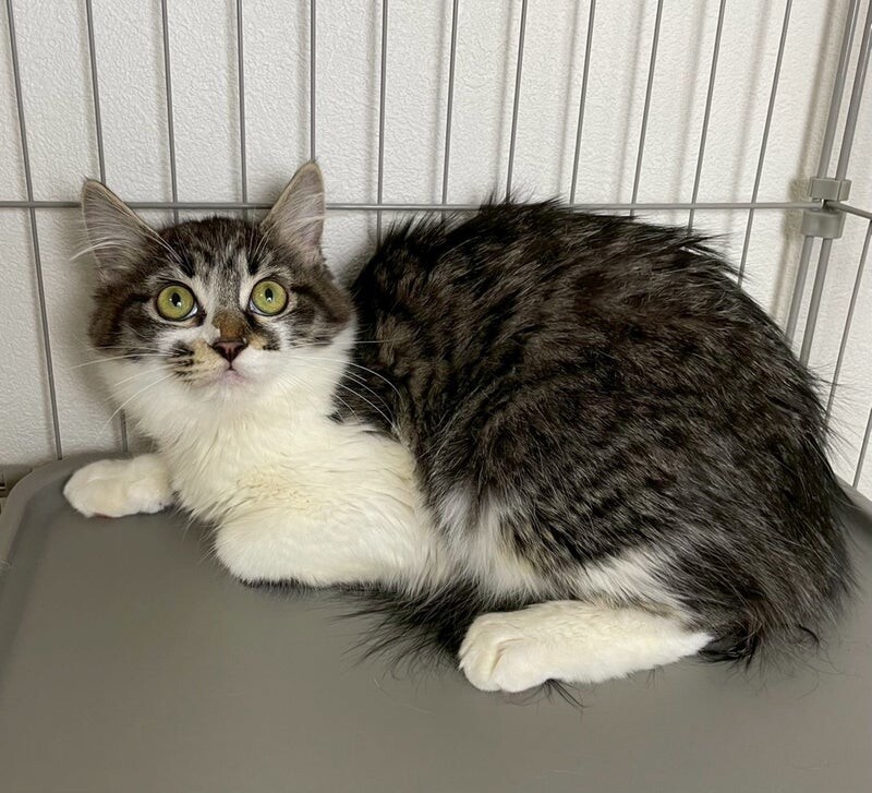 あおいちゃん♀@約4ヶ月 サムネイル2