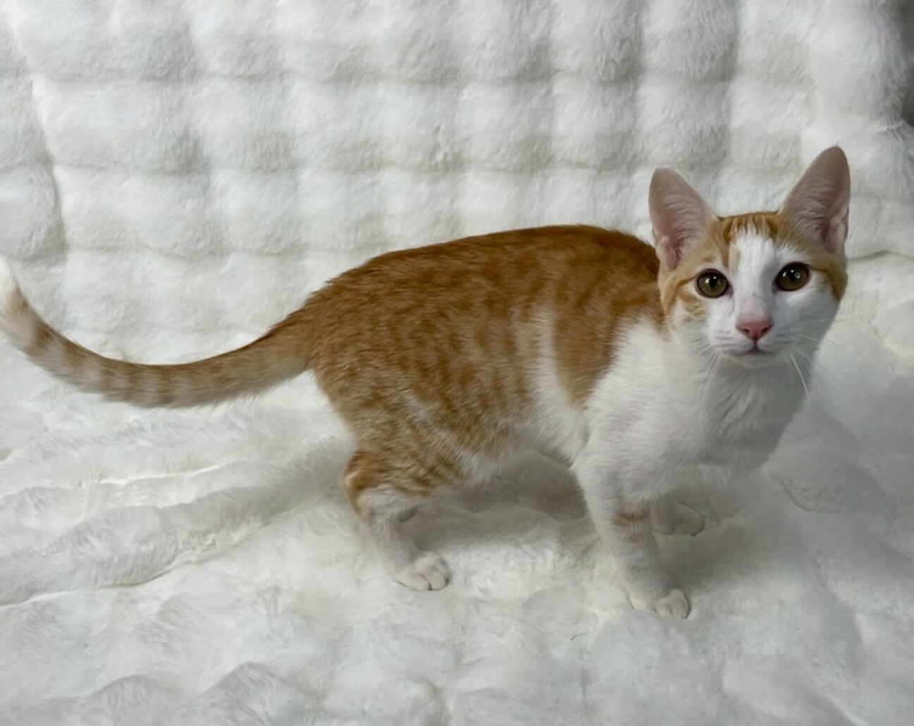 きんくん♂@約5ヶ月」東京都 - 猫の里親募集(536355) 1枚目の画像