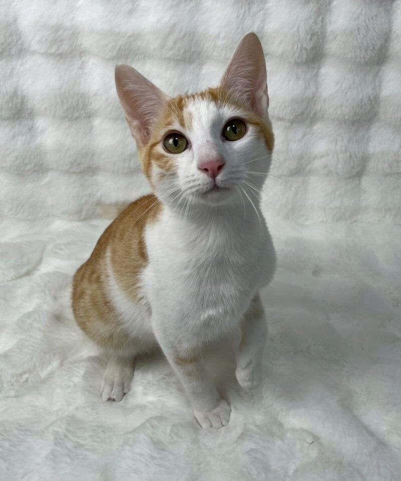 きんくん♂@約5ヶ月」東京都 - 猫の里親募集(536355) 2枚目の画像