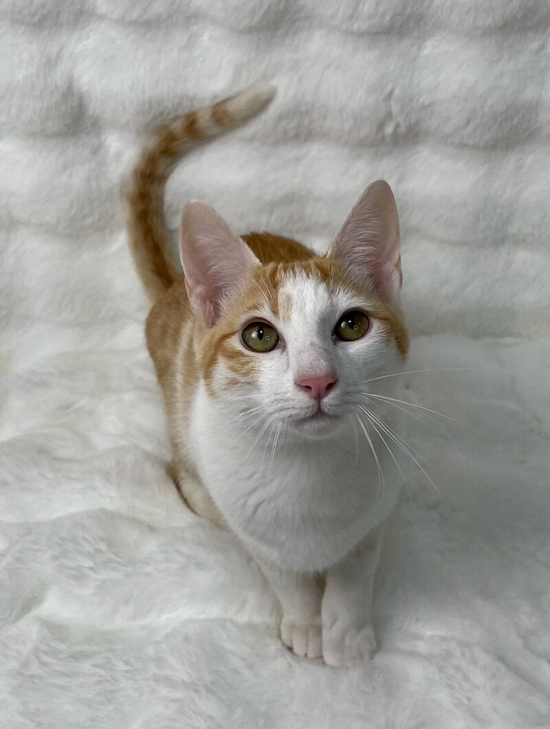 きんくん♂@約5ヶ月」東京都 - 猫の里親募集(536355) 3枚目の画像