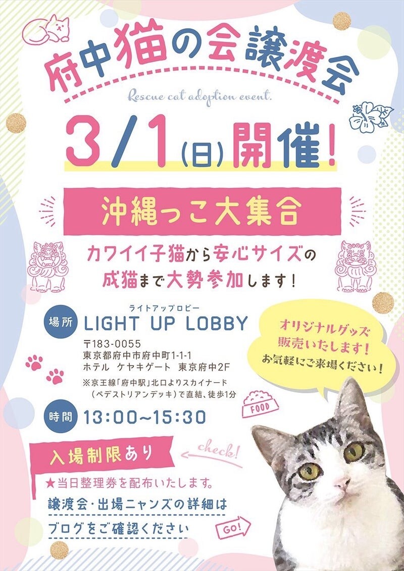 きんくん♂@約5ヶ月」東京都 - 猫の里親募集(536355) 5枚目の画像