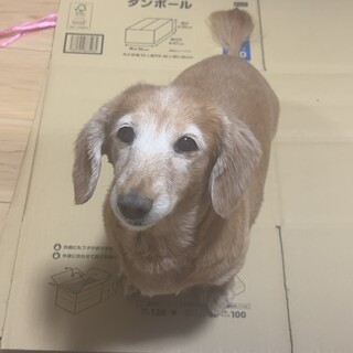 ミニチュア・ダックスフンド × メス」保護犬の里親募集情報 :: ペット