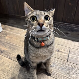 やんちゃな暴れん坊ラビくん