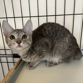 エビちゃん♀@約6ヶ月