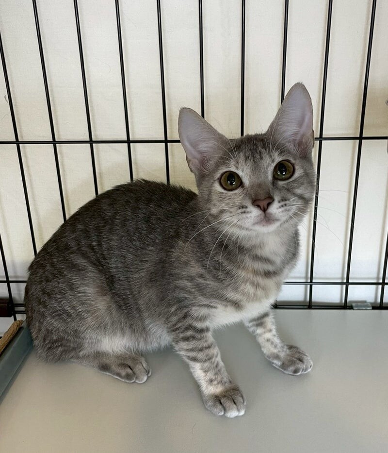 エビちゃん♀@約6ヶ月 サムネイル2