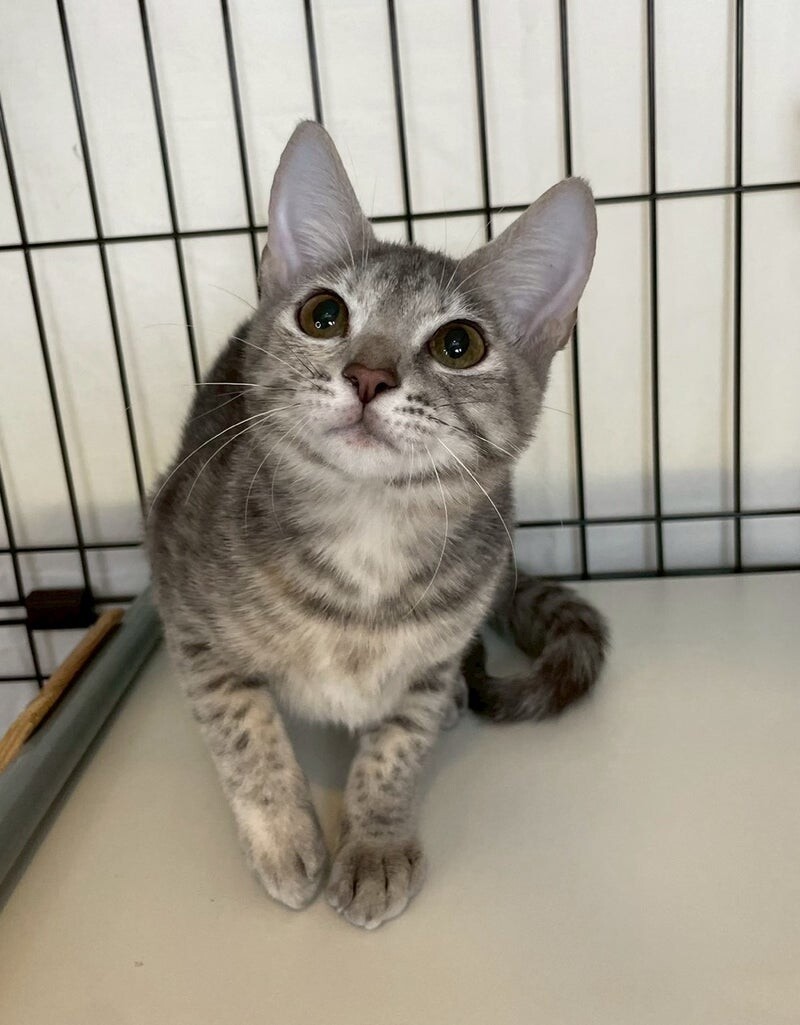 エビちゃん♀@約6ヶ月 サムネイル3