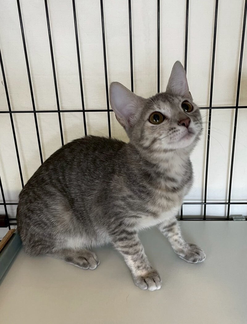 エビちゃん♀@約6ヶ月 サムネイル4