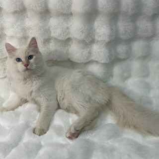 まちくん♂@約6ヶ月未満