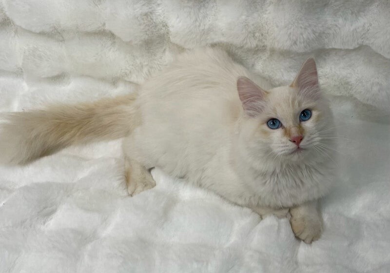 まちくん♂@約6ヶ月未満 サムネイル2