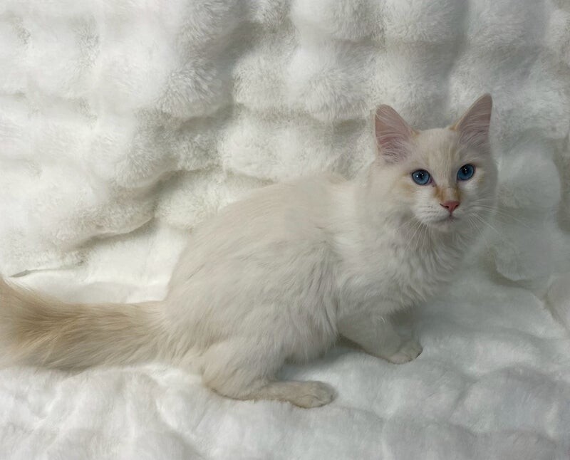 まちくん♂@約6ヶ月未満 サムネイル3