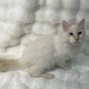 まちくん♂@約6ヶ月未満 サムネイル3