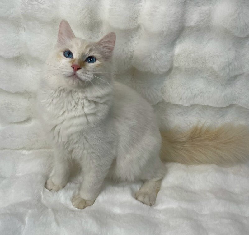 まちくん♂@約6ヶ月未満 サムネイル4