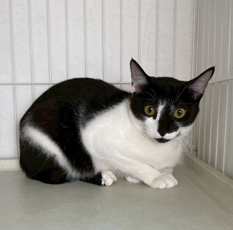 コットンくん♂@約9ヶ月」東京都 - 猫の里親募集(536361) 3枚目の画像