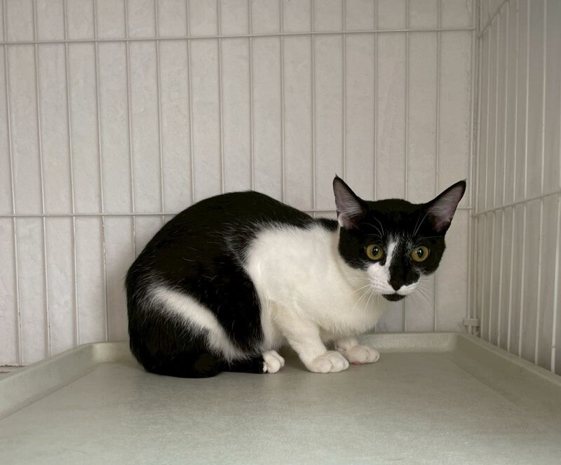 コットンくん♂@約9ヶ月」東京都 - 猫の里親募集(536361) 4枚目の画像