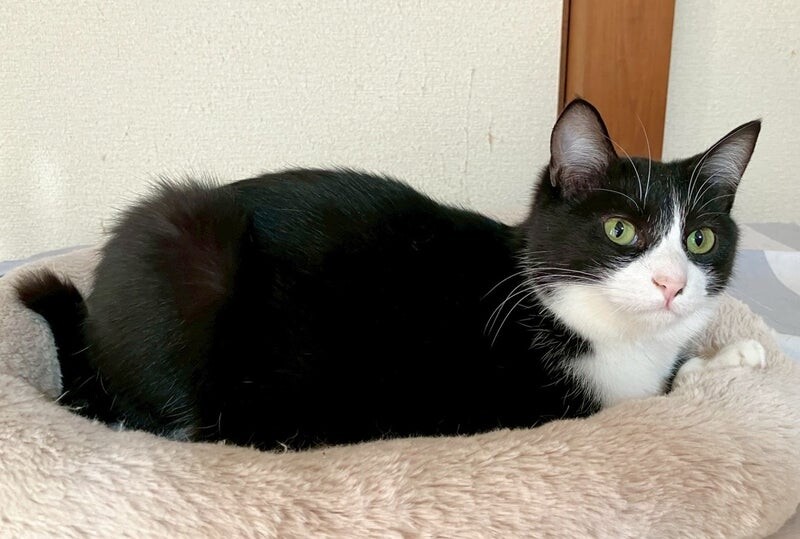 デニムくん♂@約11ヶ月未満 サムネイル2