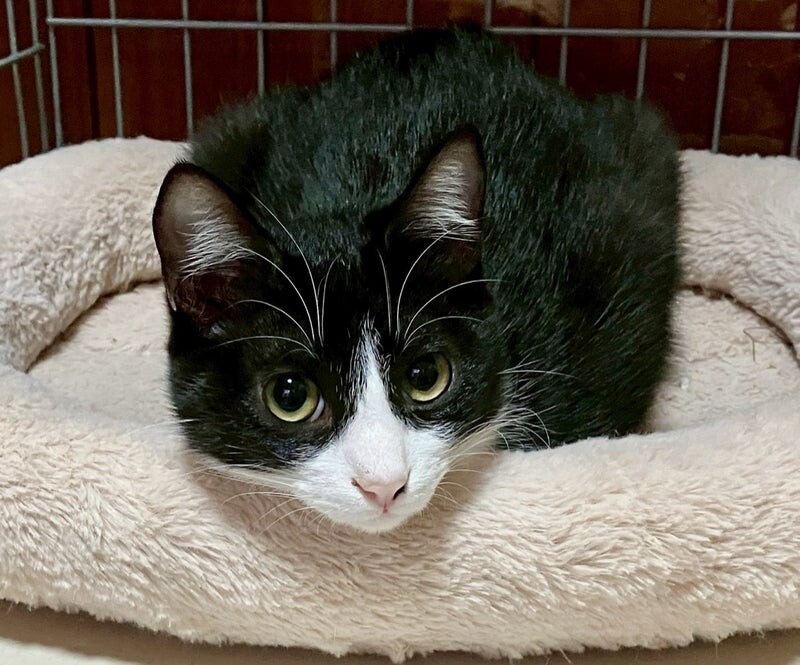 デニムくん♂@約11ヶ月未満 サムネイル3