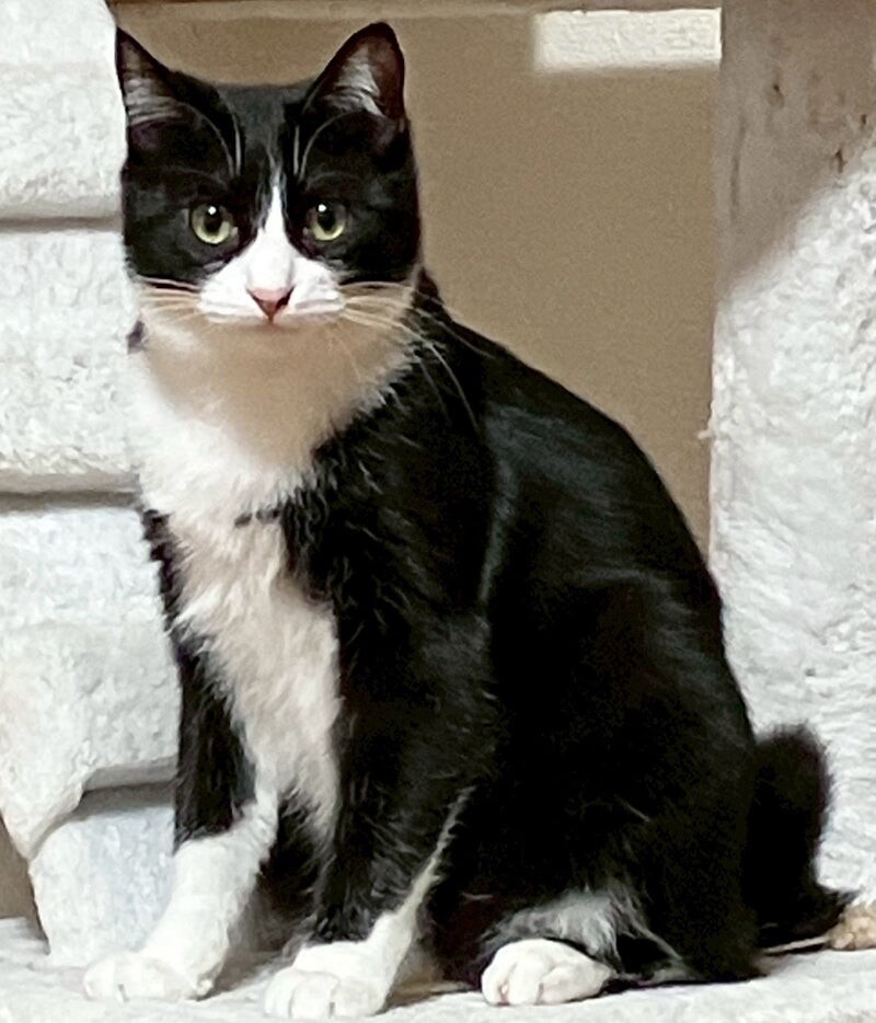 デニムくん♂@約11ヶ月未満 サムネイル4