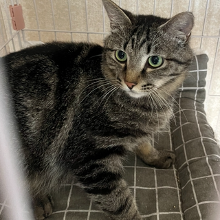 控えめなシャイな子です。