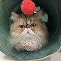 ペルシャ10才オス