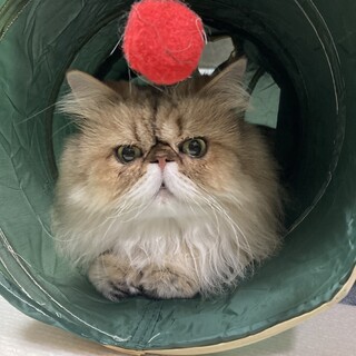 ペルシャ10才オス