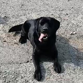 ラブラドール里親募集