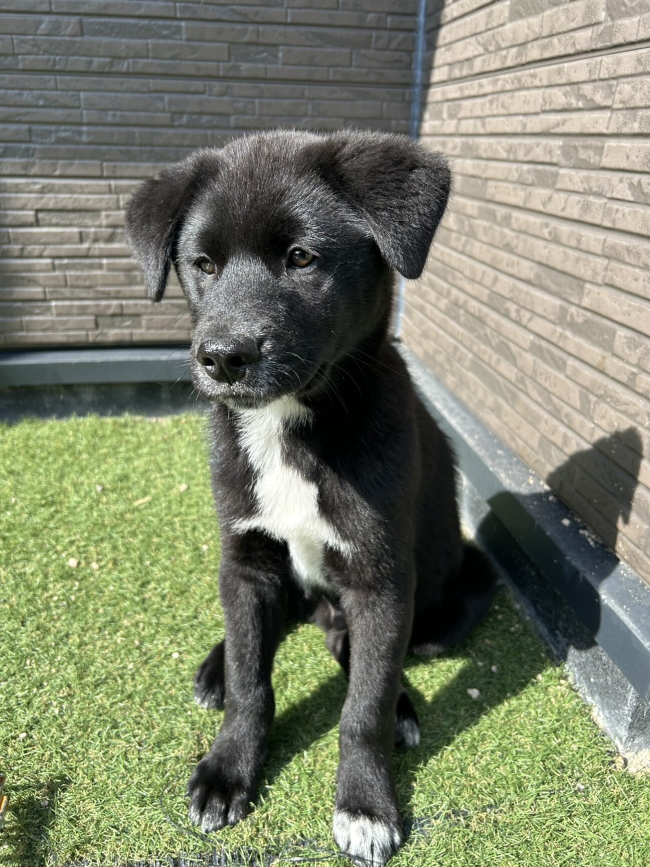 犬猫 基本土地 セット SLD 平地 山 森 犬猫 基本土地 セット SLD 平地